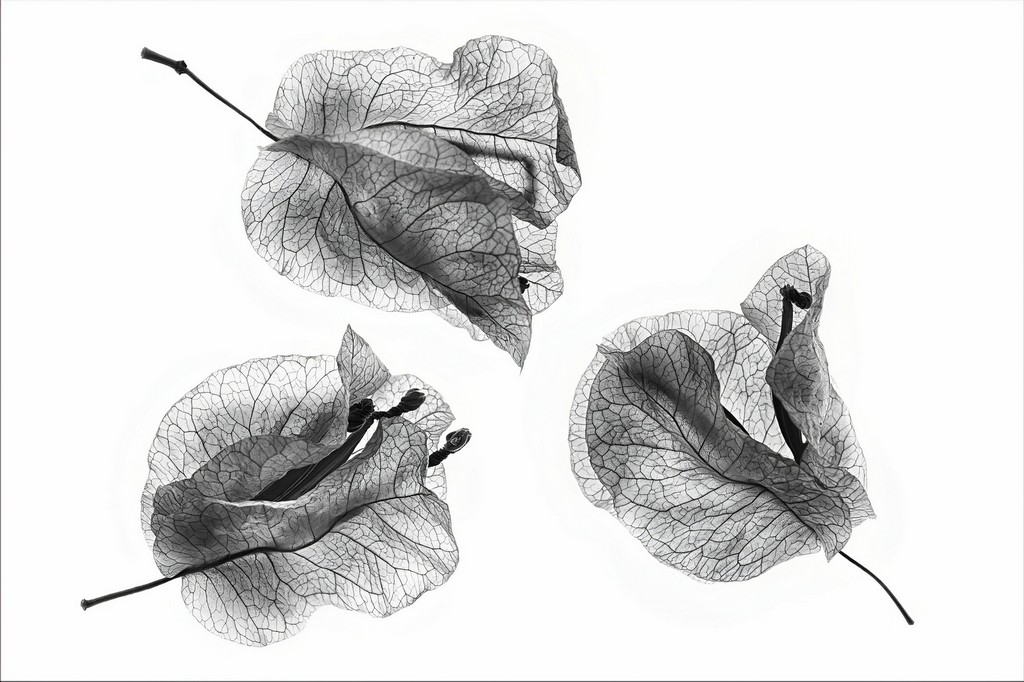 HONOUR.....Image of the Month.....Sharryl Whiting